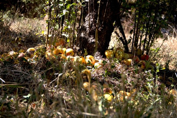 eine-weitere-zutat-fur-die-rakia